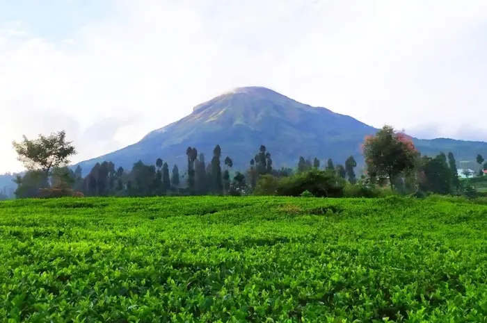 Agrowisata Perkebunan Teh Tambi